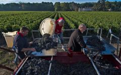 Chateau Picque-Caillou Château Picque Caillou Harvest Time Winery Image