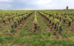 Domaine Menard Gaborit Winery Image