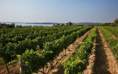 Conterno Fantino Winery Image