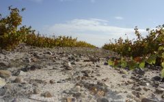 Shaya Sandy, Pebbled Alluvial Soils at Shaya Winery Image