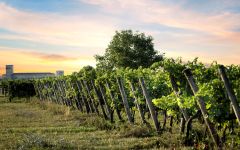 Torresella Where Torresella comes from Winery Image