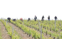 Domaine Pichot Tending to the Vineyard Winery Image