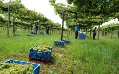 Benito Santos Winery Image