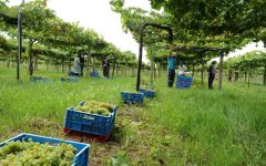 Benito Santos  Winery Image