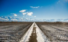 Rutini Rutini Estate in Winter Winery Image