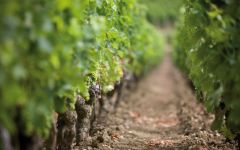 Chateau Charmail Winery Image