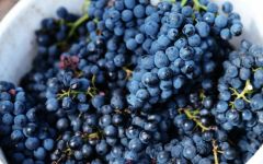 Bindi Wines Pinot Noir grapes at harvest Winery Image