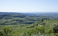 Campagnola Winery Image