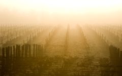 Chateau Guiraud Morning Mist from The Ciron River Winery Image