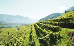 Alois Lageder Cör Romigberg Winery Image