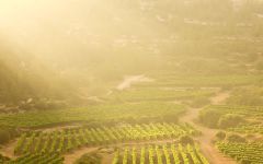 Barkan Aerial view of the Barkan vineyard Winery Image