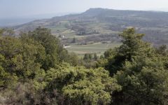 Anne Pichon The Pichon Vineyard Around Mount Ventoux Winery Image