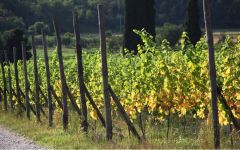 Conterno Fantino Winery Image