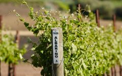 Tangent Albarino Vines at Paragon Vineyard Winery Image