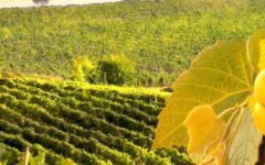Vinos Guerra Winery Image