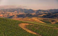 Byron Winery Image