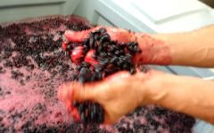 Bergh Zweigelt Grapes from Bergh Wines Winery Image