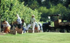 Bouza The Family in the Vineyard Winery Image