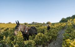 Cote des Roses Winery Image