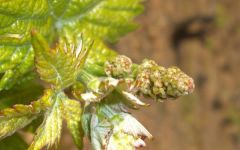 Armas de Guerra Armas de Guerra Bud Break Winery Image