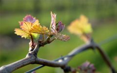 Hyland Estates Hyland Estates – Pinot Noir Bud Break  Winery Image