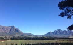 Topiary Topiary's Lush Landscape Winery Image