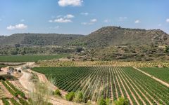 Familia Torres Costers del Segre Vineyard Winery Image