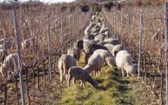 Domaine de Triennes  Winery Image