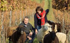 Heinrich Sheep in the Vineyards Winery Image