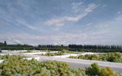 Inkarri by Proviva Inkarri White Grape Harvest in Crates Winery Image