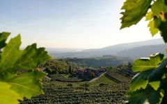 Campagnola Winery Image