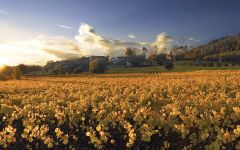 Trinchero Napa Valley In the Heart of Napa Valley Winery Image