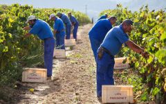 Freixenet Harvest at Freixenet Winery Winery Image