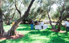 Rutherford Ranch Olive grove  Winery Image