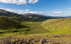 Mt Difficulty Target Gully w/ Flowering Wild Thyme Winery Image