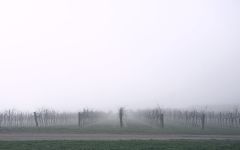 Ben Haines Foggy Vineyard Winery Image