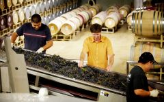 Rodney Strong Vineyards Hand Sorting Grapes at Harvest Winery Image