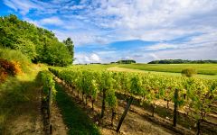 Chateau Lestage Winery Image