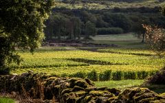 Cave de Lugny Cave de Lugny Vineyard Plot Winery Image