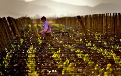 Recuerdo Winery Image