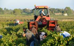 Domaine de la Janasse Taking care of the land Winery Image