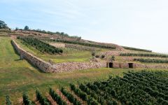 Sauska Sauska Birsalmás Vineyard in Tokaj Winery Image