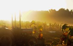 Chateau Lestignac Sunset During Harvest in the Vineyards Winery Image