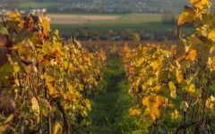 Champagne Nicolas Feuillatte Nicolas Feuillatte Vineyards in Autumm Winery Image