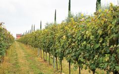 Buglioni Vineyard at Buglioni Winery Image