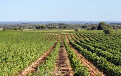 Jadix Jadix Picpoul de Pinet Vineyard  Winery Image