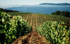 Hamel Family Wines Nuns Canyon – Moon Mountain District Winery Image