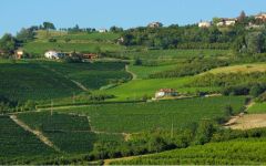Cascina Bongiovanni Winery Image