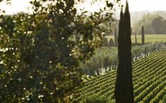 Campo alla Sughera Winery Image