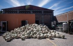 La Gritona 9-10 Year Old Mature Agave  Winery Image